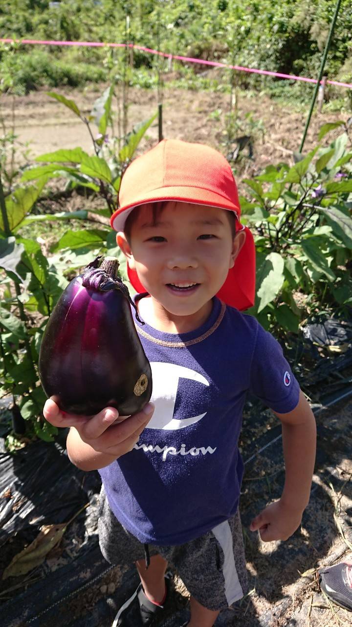 秋野菜